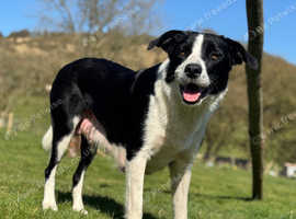 Border Collie Puppies