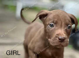 Mix breed puppies