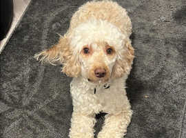 Miniature Poodle