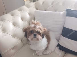 Beautiful  shih tzu boy