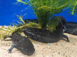 Stunning Black Axolotls available