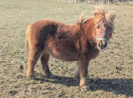 Reg spsbs miniature shetland mare