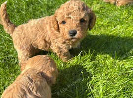 Stunning litter of DNA hereditary clear puppies.