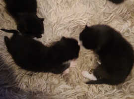 Cute Baby kittens new born