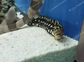 Marine - large Skeletor Eel for rehoming