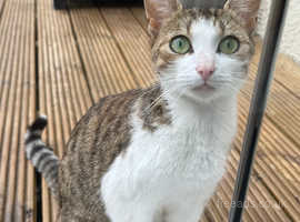 10 month old female Cat to be rehomed