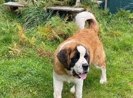 Saint Bernard Girl for sale