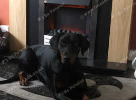Dobermann Bitch For Sale