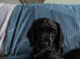 *Only 1 boy left*  working cocker spaniel puppy