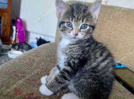 Kitties for sale