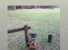 Male boxer