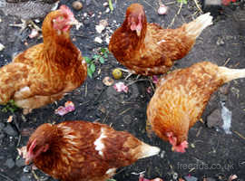 Free Range Laying Chickens Hens For Sale