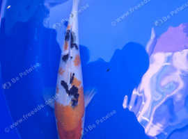 8inch+ koi Carp - Individual pics