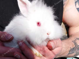 ONE LEFT Mini lion lops for sale