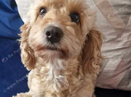 3 year old fully trained girl