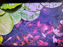 Free gold fish