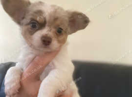 Pedigree KC Registered Long Coat Chihuahua Puppies in Grimsby, Lincolnshire  born 27/02/22