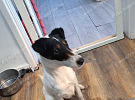 Fox Terrier