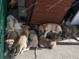 Irish wolfhound pups for sale
