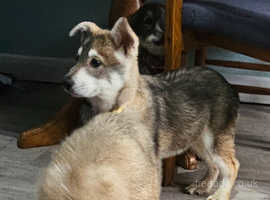 Adorable malamute cross puppies.