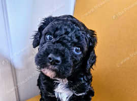 1cavapoo boy available  from dna tested parents