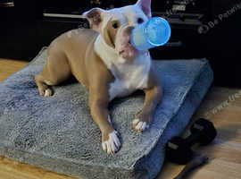 English bulldog