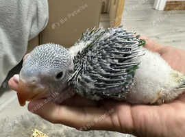 Hand Reared Baby Alexandrine 9 Weeks Old. Same Day Delivery And Cage ...