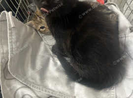 Male kitten