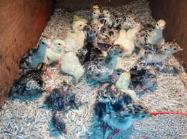 17 UNSEXED Narragnasett Turkey Poults