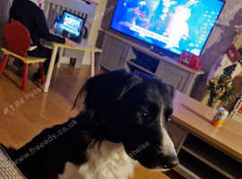 Collie cross spaniel