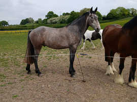 17hh show quality 3 Yr old gelding