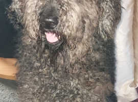 standard poodle looking for home