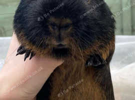 GUINEA PIG BOAR VERY FRIENDLY LOVELY COLOURS