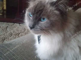Looking for a cat sitter for holidays