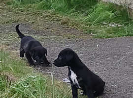 Puppies almost ready for forever homes