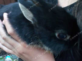 Baby dwarf fox doe