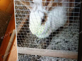 Rabbit