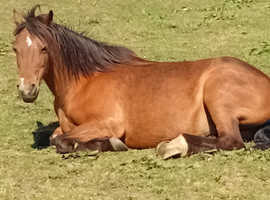 All year 24/7 grazing