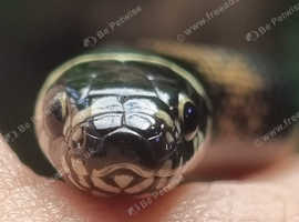 Various Snakes Available