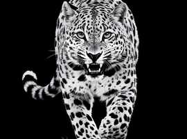 High Quality Digital Art Prints for Your Lovely Home or Office