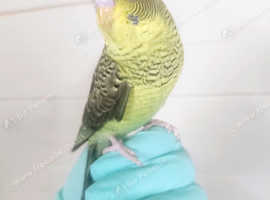 Handreared budgie very friendly