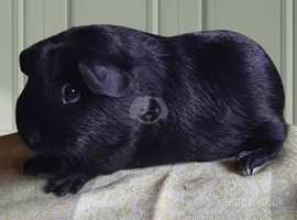 Young Male Guinea Pig