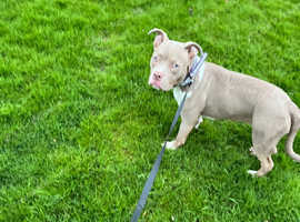 For Sale