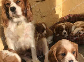 KC Registered King Charles Spaniel puppies