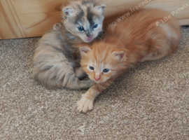 Maine coon kittens