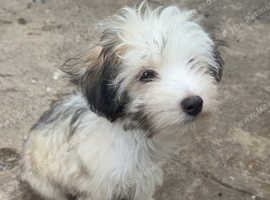 Chinese crested powderpuffs