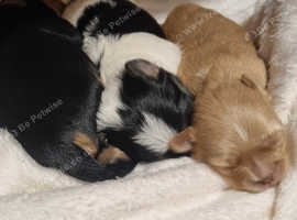 3 Gorgeous boys