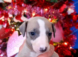 whippig Whippets Puppies and Dogs for sale in Edinburgh | Freeads