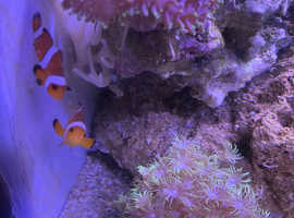 REDUCED - Pair of Common Clown Fish
