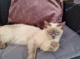 Birman cat